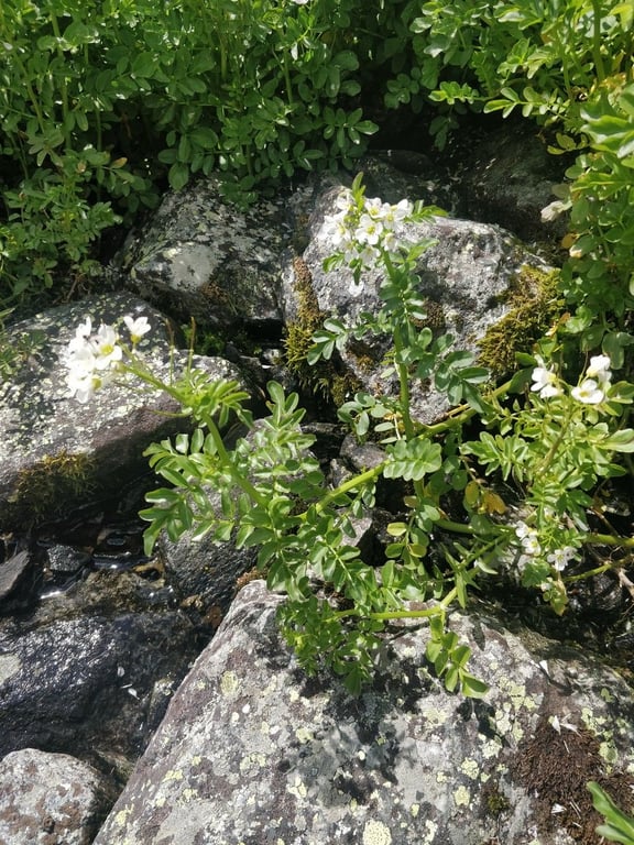 Large bittercress