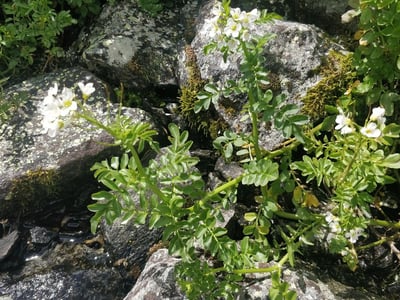Large bittercress