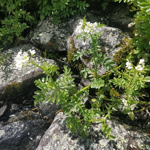 Cardamine amara — flower