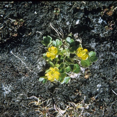 Ranunculus pygmaeus — habit