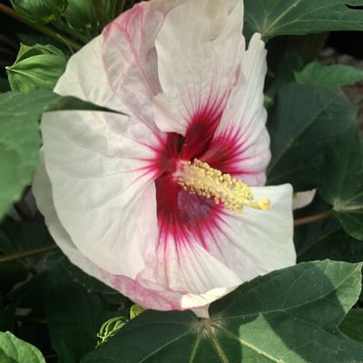 Hibiscus moscheutos — flower