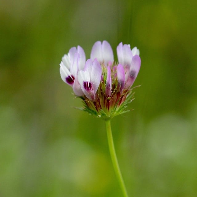 Trifolium willdenovii — flower