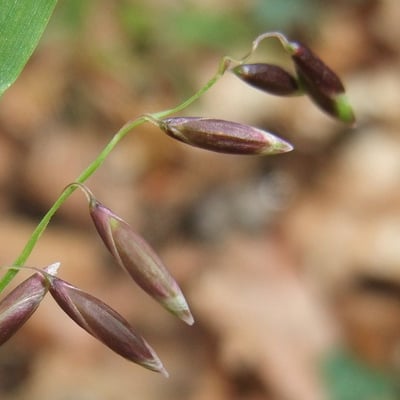 Melica nutans — flower