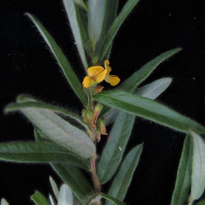 Eriosema chinense — habit