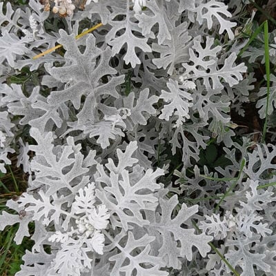 Jacobaea maritima — flower