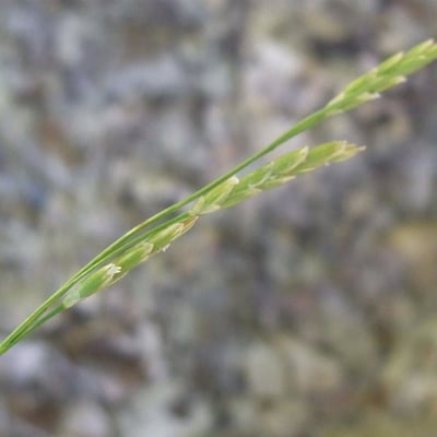 Glyceria notata — flower
