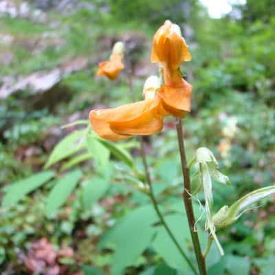 Lathyrus laevigatus — flower