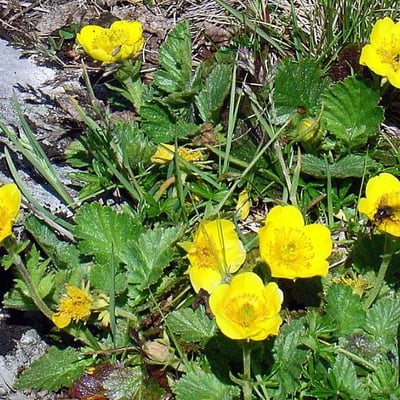 Geum montanum — flower