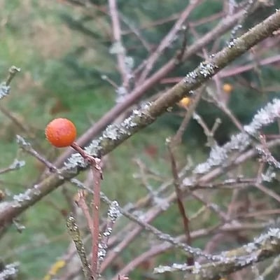 Grewia biloba — fruit