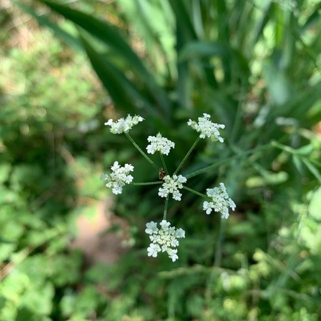 Torilis arvensis — flower