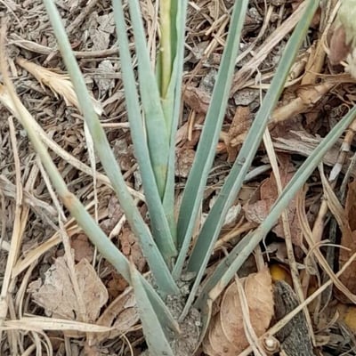 Distichlis spicata — leaf