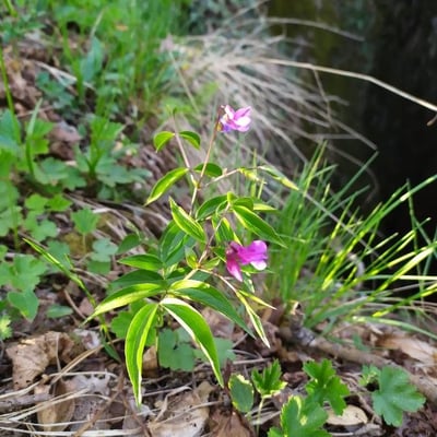 Tephrosia purpurea — flower