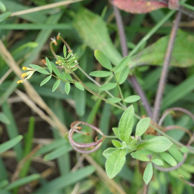 Ornithopus pinnatus — flower