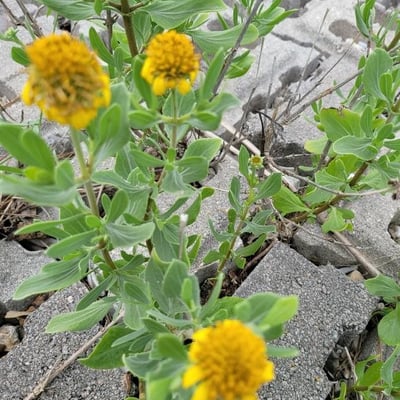 Borrichia frutescens — flower