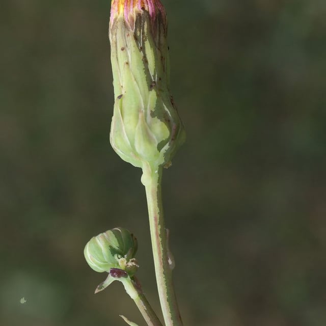 Sonchus maritimus — flower