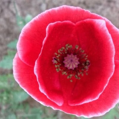 Papaver somniferum — flower