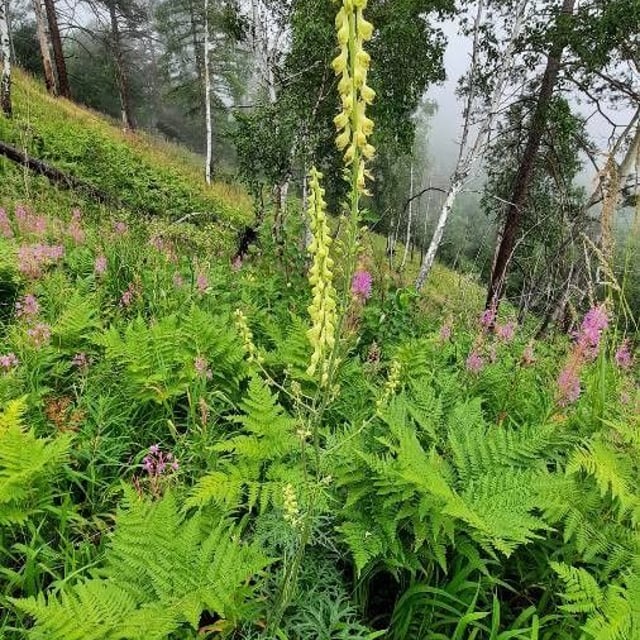 Aconitum vulparia — flower