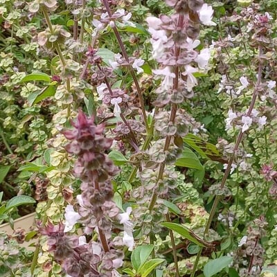 Ocimum americanum — flower