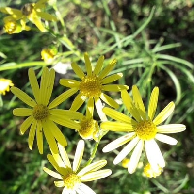 Senecio inaequidens — flower