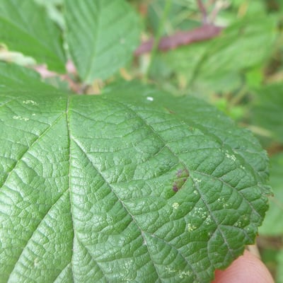 Rubus rudis — leaf