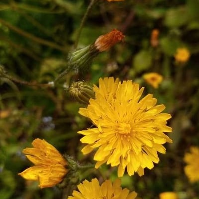 Crepis setosa — flower