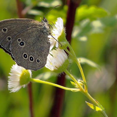 Erigeron annuus — flower