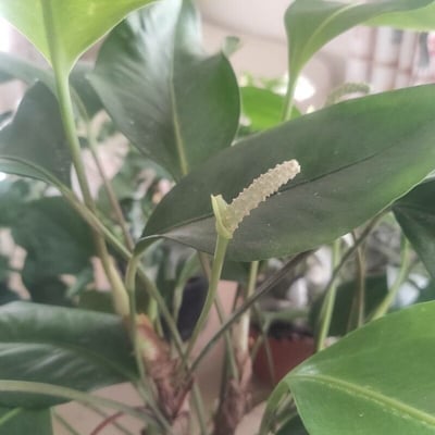 Anthurium scandens — flower