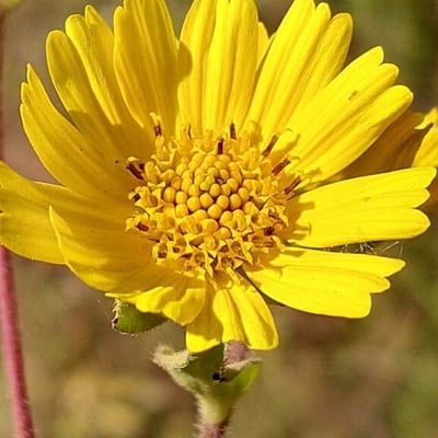Aspilia mossambicensis — flower
