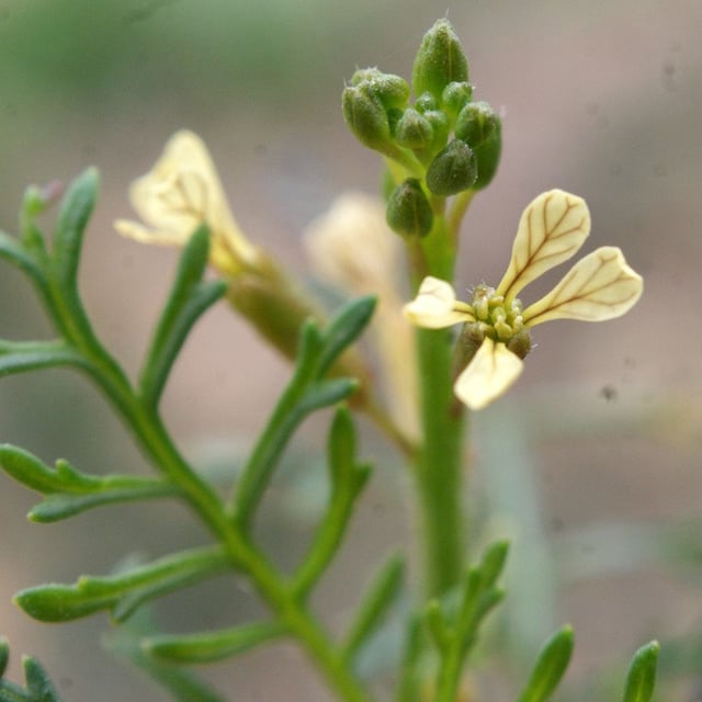 Carrichtera annua — flower