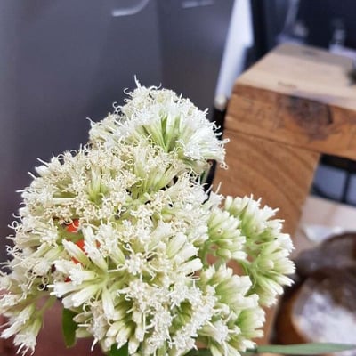 Mikania cordifolia — flower