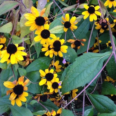 Rudbeckia hirta — flower