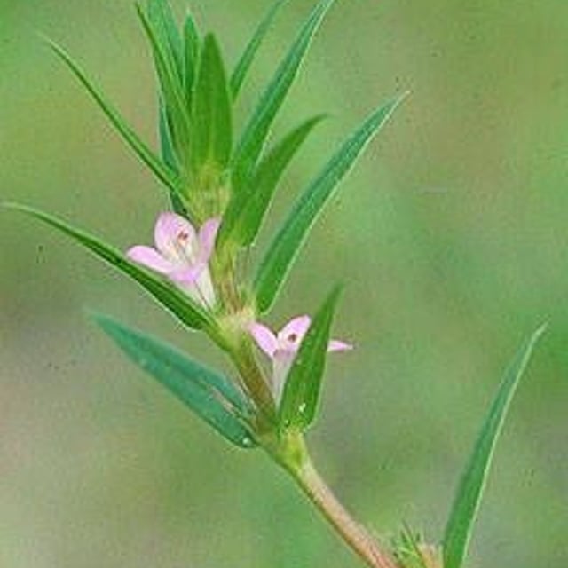 Hexasepalum teres — flower