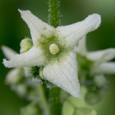 Marah fabacea — flower