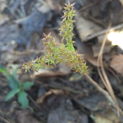 Xanthorhiza simplicissima — flower