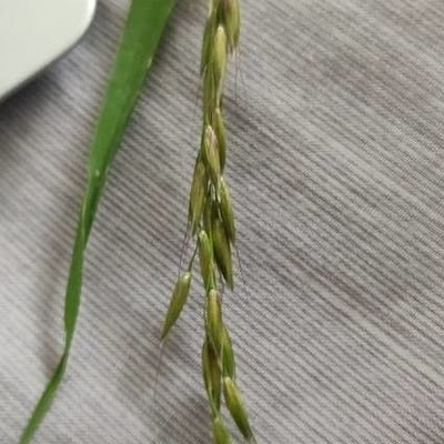 Elymus caninus — flower
