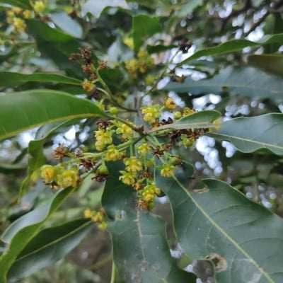 Ocotea puberula — flower
