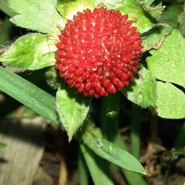 Potentilla indica — flower