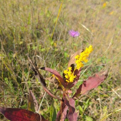 Solidago uliginosa — flower