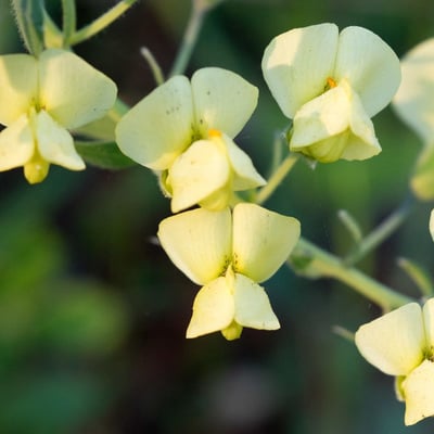 Baptisia bracteata — flower