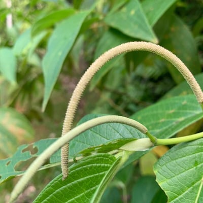 Piper aduncum — flower