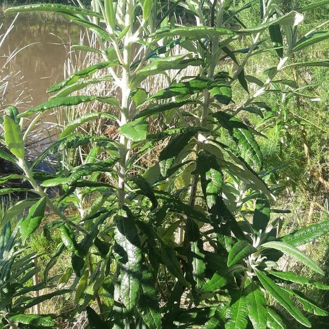 Bedfordia arborescens — leaf