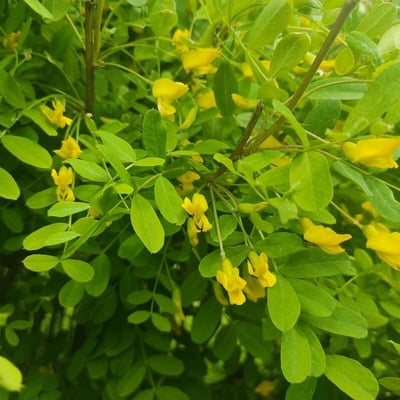 Caragana arborescens — flower