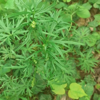Ranunculus polyanthemos — leaf