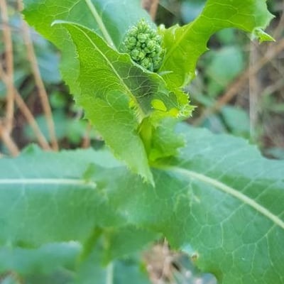 Lactuca virosa — flower