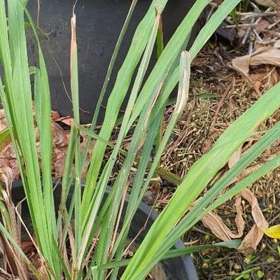 Cymbopogon nardus — leaf