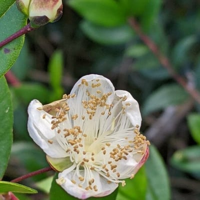 Myrtus communis — flower