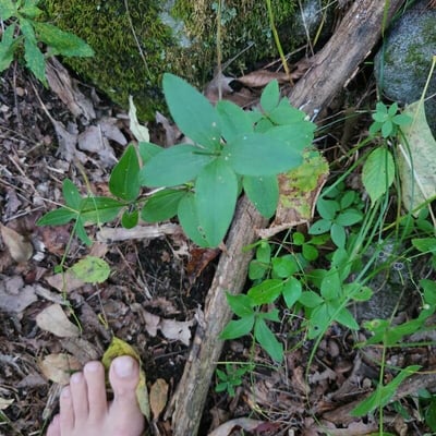 Galium circaezans — leaf