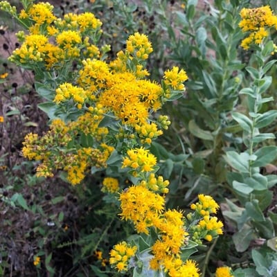 Solidago rigida — flower