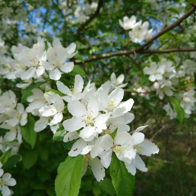 Malus pumila — flower