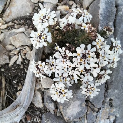 Iberis saxatilis — flower